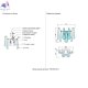 FONTAIN AP2 CHROME (5)