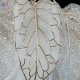 CL328170 (8)